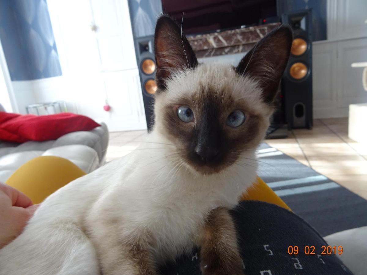 La Ferme Aux Chats Formigny Ngoại thất bức ảnh